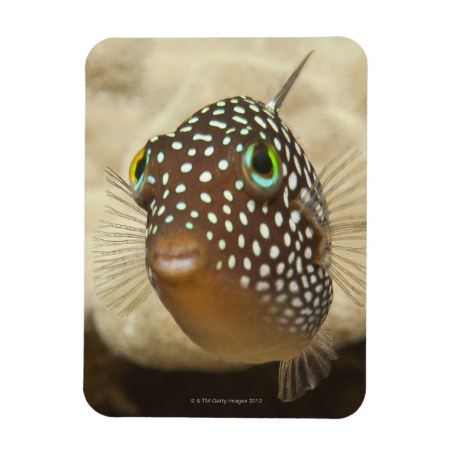 Underwater life; FISH:  Close-up portrait of a Magnet (Vertical)