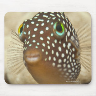 Underwater life; FISH:  Close-up portrait of a Mouse Pad