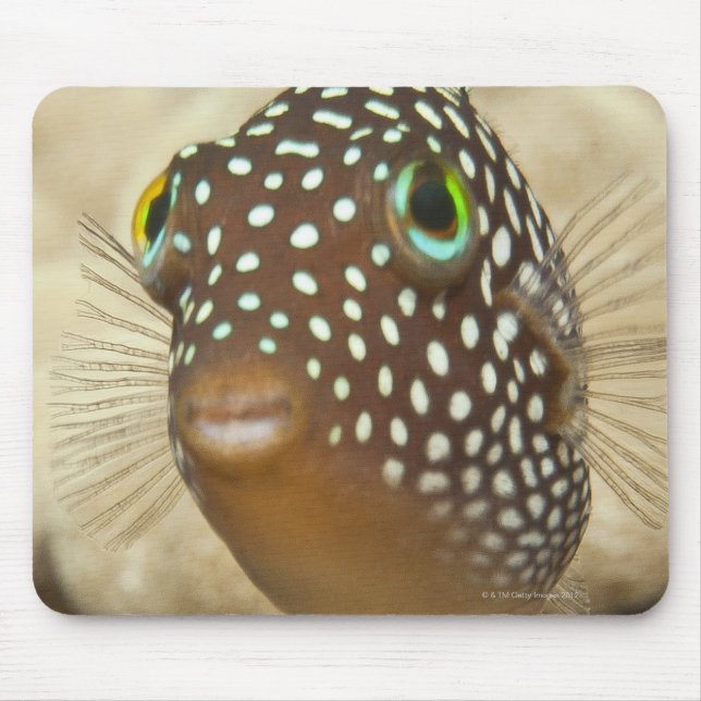 Underwater life; FISH:  Close-up portrait of a Mouse Pad (Front)
