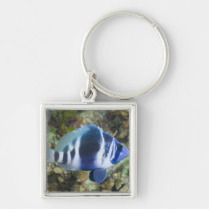 Underwater Life, FISH: Indigo Hamlet Keychain