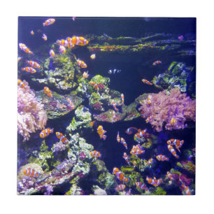Underwater Orange Clown Fish Around Coral Tile