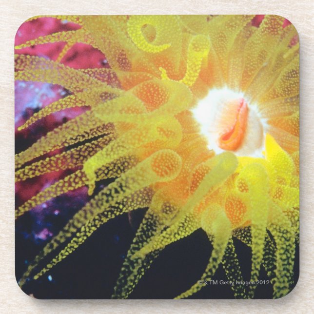 Underwater organism drink coaster (Front)