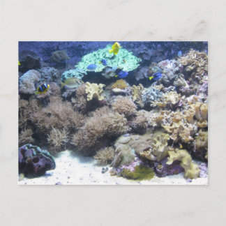 Underwater photography - colorful tropical fish postcard