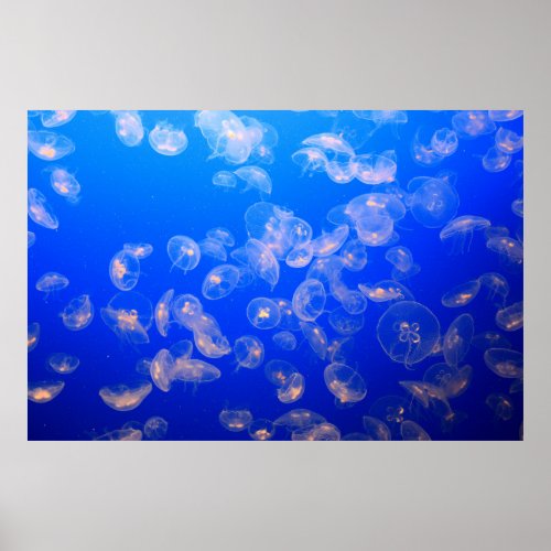 UNDERWATER PHOTOGRAPHY OF JELLYFISH POSTER