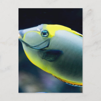 Underwater Postcard