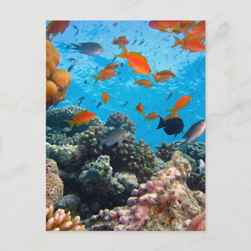 Underwater Scene Postcard