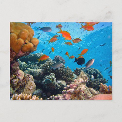 Underwater Scene Postcard