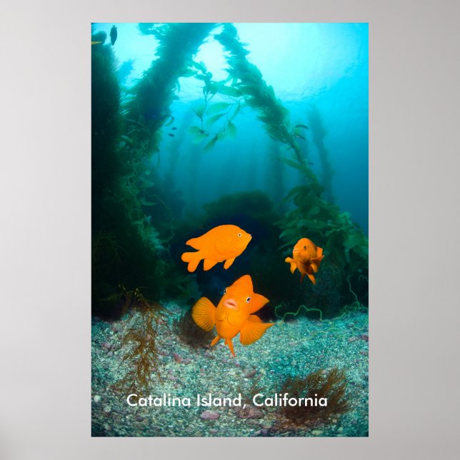 Underwater Scenery Poster (Front)