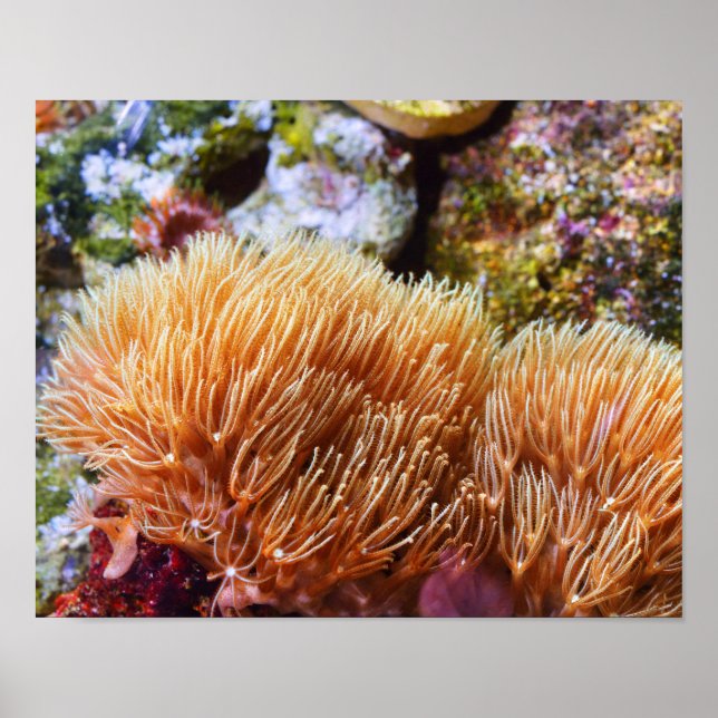 Underwater Sea Coral Poster (Front)