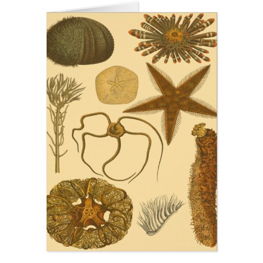 Underwater Sea Creatures Cards (Front)
