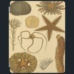 Underwater Sea Creatures iPad Smart Cover<br><div class="desc">Go underwater to explore the sea with all these different sea creatures. This vintage piece of art is a perfect addition to any sea anemone lovers. Get your art print today on your product.</div>