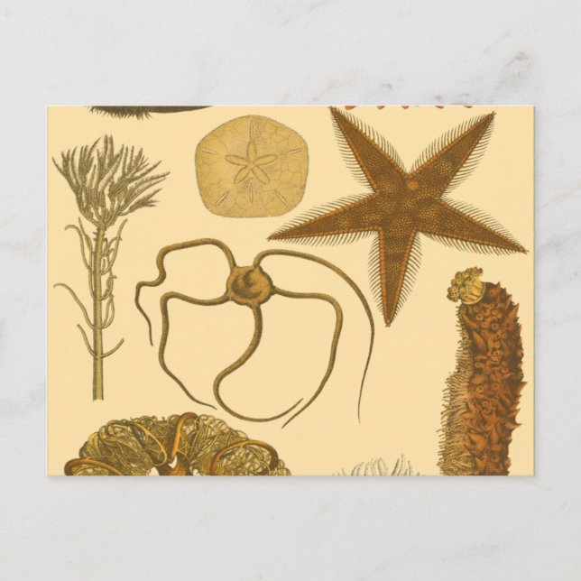 Underwater Sea Creatures Postcard (Front)
