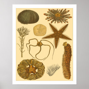 Underwater Sea Creatures Poster