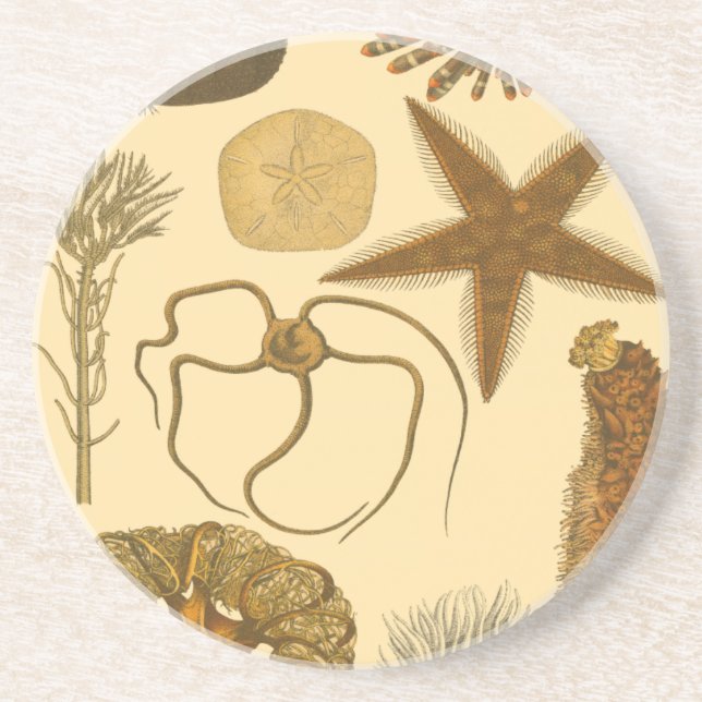 Underwater Sea Creatures Sandstone Coaster (Front)