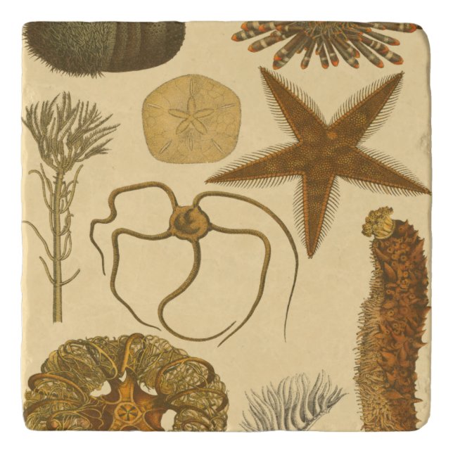 Underwater Sea Creatures Trivet (Front)