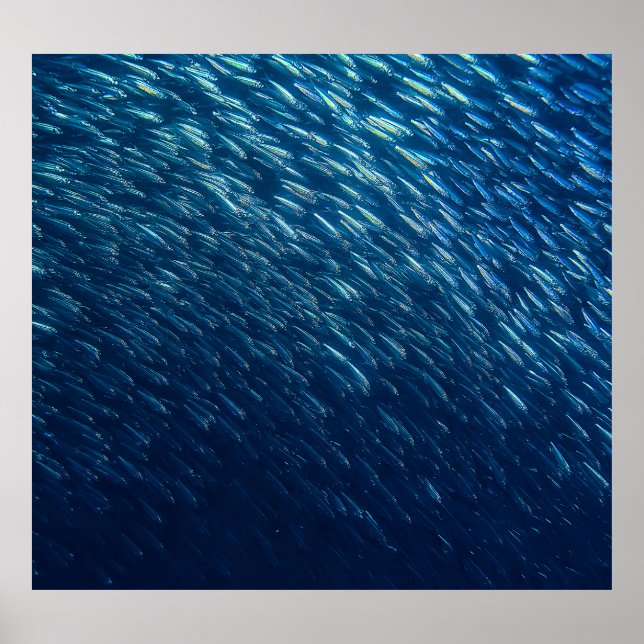 Underwater Sea Fish School Abstract Poster (Front)