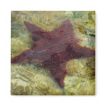 Underwater Starfish in the Bahamas Magnet