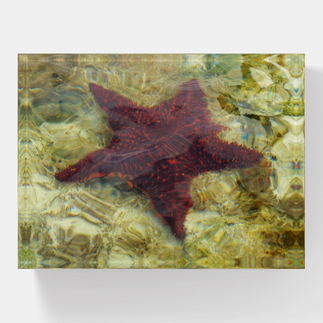 Underwater Starfish in the Bahamas Paperweight (Front)