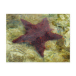 Underwater Starfish in the Bahamas Postcard