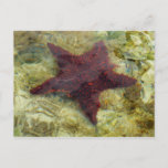 Underwater Starfish in the Bahamas Postcard
