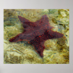 Underwater Starfish in the Bahamas Poster