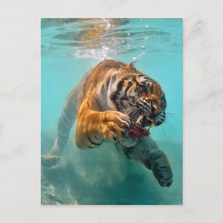 tiger underwater