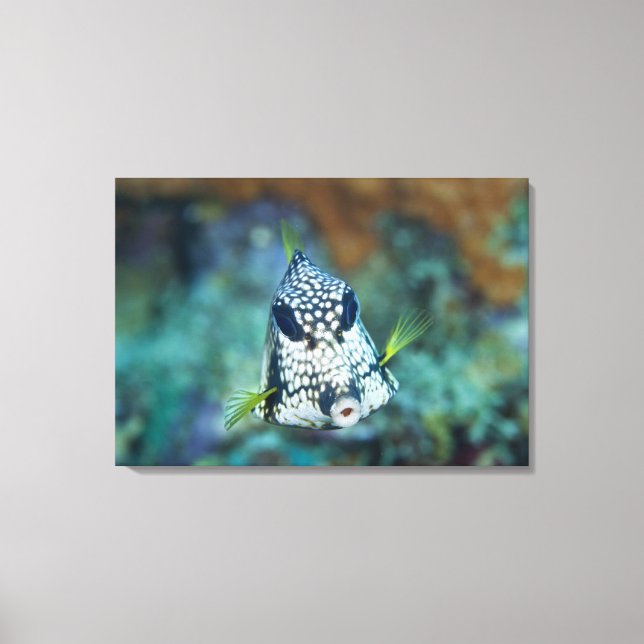 Underwater view of Smooth Trunkfish (Lactophrys Canvas Print (Front)