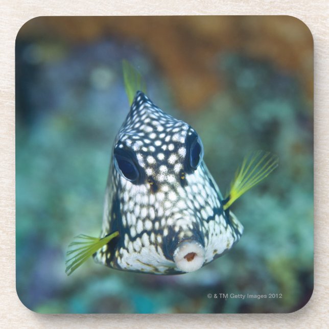Underwater view of Smooth Trunkfish (Lactophrys Drink Coaster (Front)
