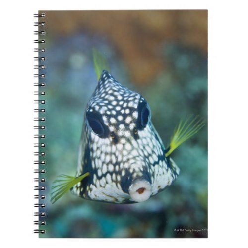 Underwater view of Smooth Trunkfish Lactophrys Notebook