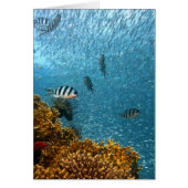 Underwater world (Front)