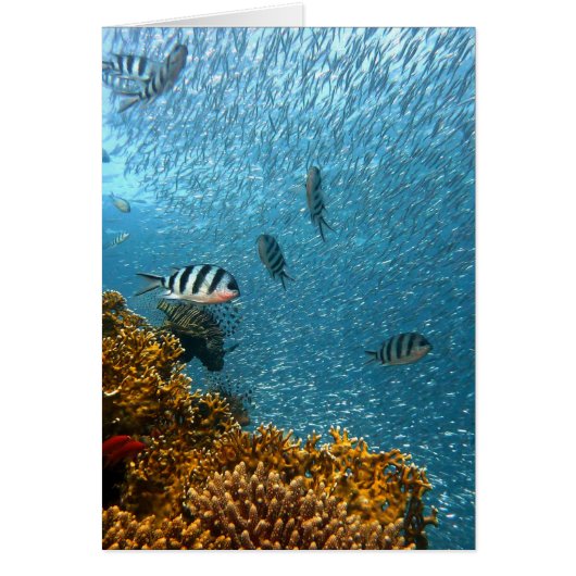 Underwater world cards (Front)