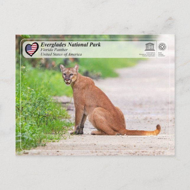 UNESCO- Everglades National Park - Florida Panther Postcard (Front)