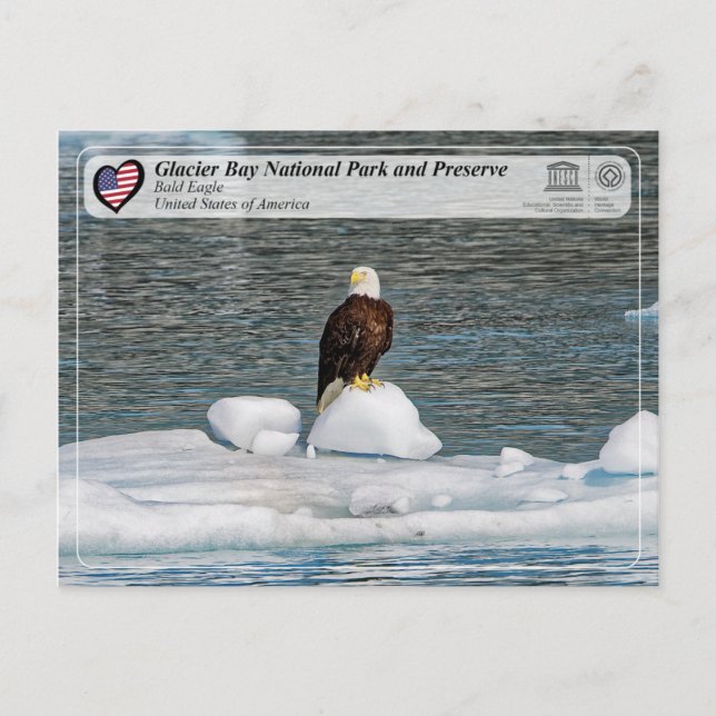 UNESCO - Glacier Bay National Park - Bald Eagle Postcard (Front)