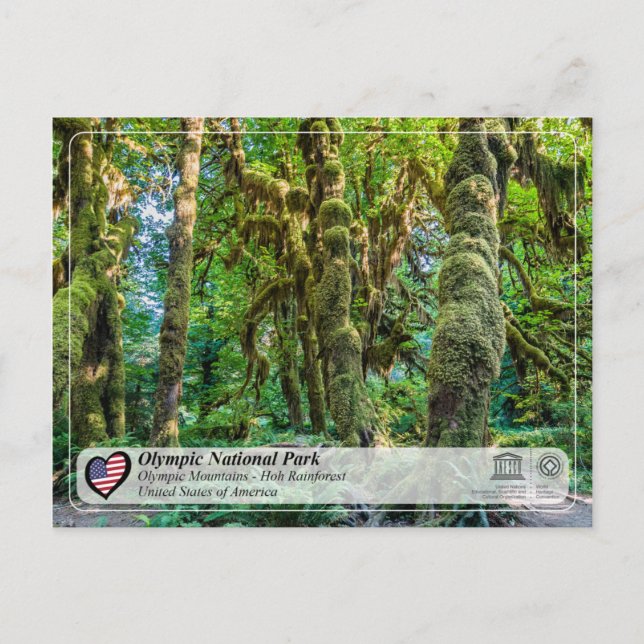 UNESCO - Olympic National Park - Hoh Rainforest Postcard (Front)