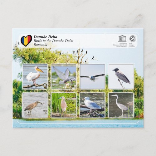 UNESCO WHS _ Birds in the Danube Delta Postcard