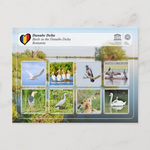 UNESCO WHS _ Birds in the Danube Delta Postcard