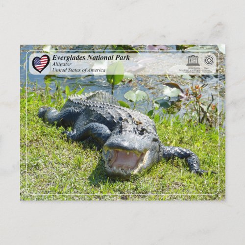 UNESCO WHS _ Everglades National Park _ Alligator Postcard