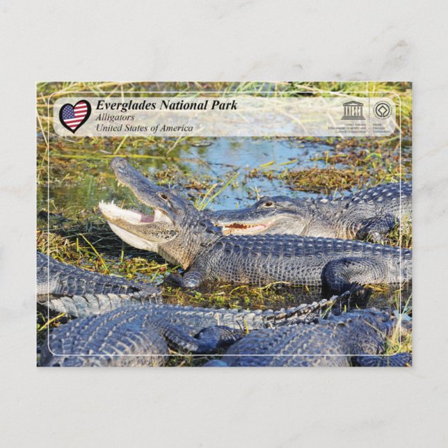 UNESCO WHS - Everglades National Park - Alligator Postcard (Front)