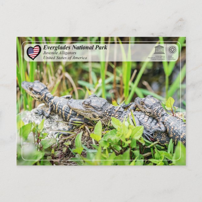 UNESCO WHS - Everglades National Park - Alligator Postcard (Front)