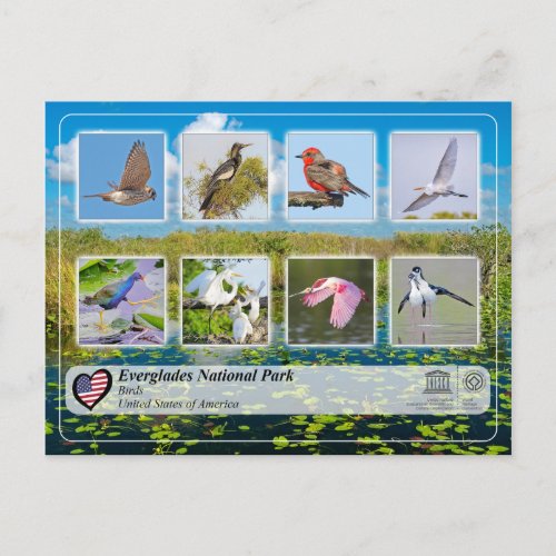 UNESCO WHS _ Everglades National Park _ Birds Postcard