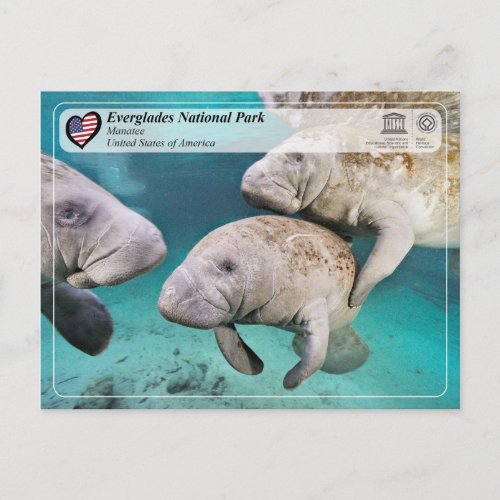 UNESCO WHS _ Everglades National Park _ Manatee Postcard