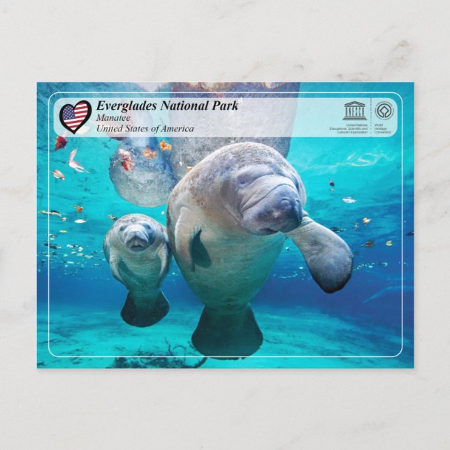 UNESCO WHS - Everglades National Park - Manatee Postcard (Front)