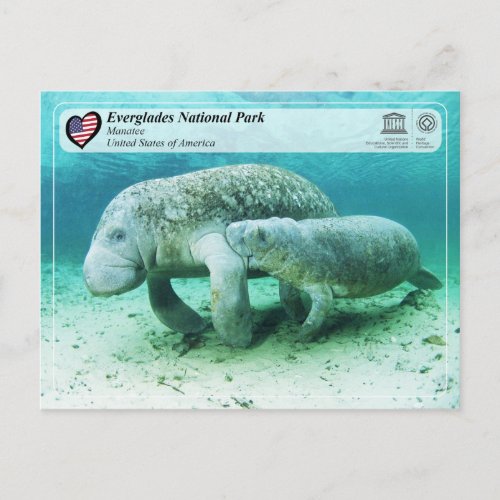 UNESCO WHS _ Everglades National Park _ Manatee Postcard