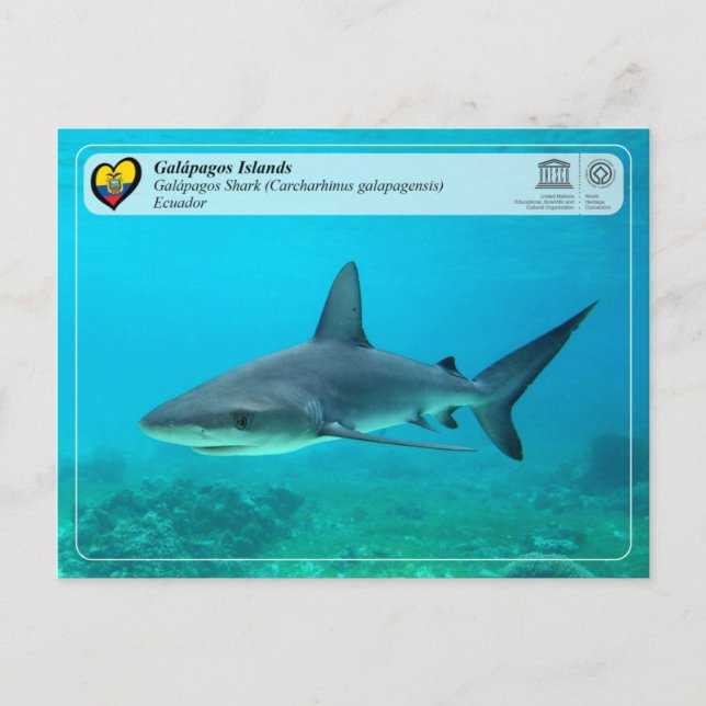 UNESCO WHS - Galápagos Islands -Galapagos Shark Postcard (Front)