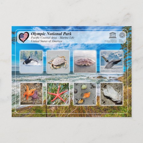 UNESCO WHS _ Olympic National Park _ Marine Life Postcard