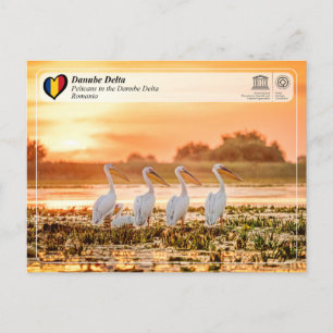 UNESCO WHS - Pelicans in the Danube Delta Postcard