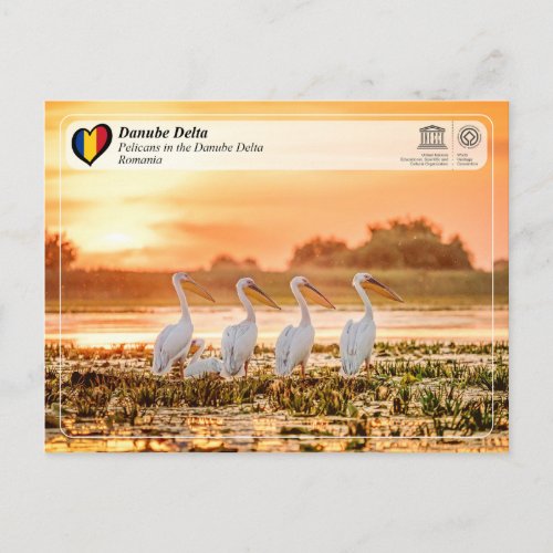 UNESCO WHS _ Pelicans in the Danube Delta Postcard
