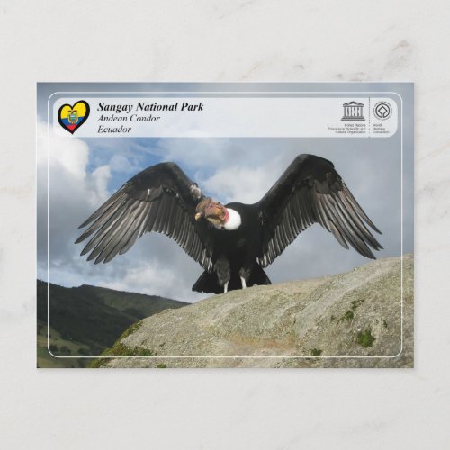 UNESCO WHS _ Sangay National Park _ Andean Condor Postcard
