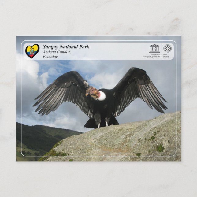 UNESCO WHS - Sangay National Park - Andean Condor Postcard (Front)