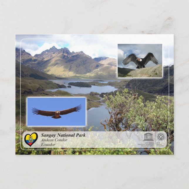 UNESCO WHS - Sangay National Park - Andean Condor Postcard (Front)